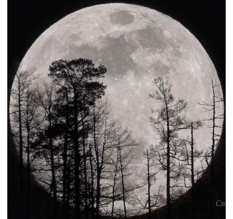 Moon Member