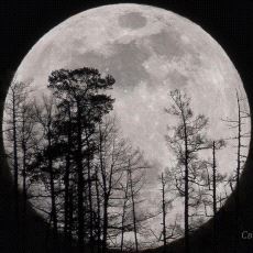 Moon Member